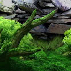 tranh 3D cho bể cá vàng
