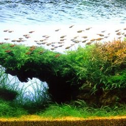 Tranh 3D bể cá TRUNG TỌ TT-0179
