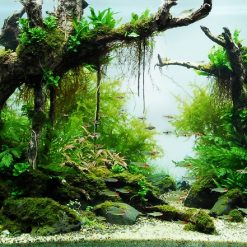 Tranh 3D bể cá TRUNG TỌ TT-0194