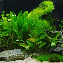 Tranh 3D bể cá TRUNG TỌ TT-0222