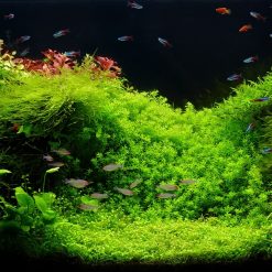 Tranh 3D bể cá TRUNG TỌ TT-0224