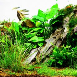 Tranh 3D bể cá TRUNG TỌ TT-0260