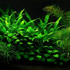 Tranh 3D bể cá TRUNG TỌ TT-0264
