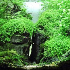 Tranh 3D bể cá TRUNG TỌ TT-0274