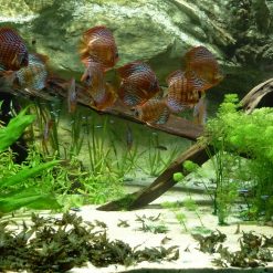 Tranh 3D bể cá TRUNG TỌ TT-0283