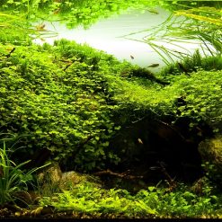 Tranh 3D bể cá TRUNG TỌ TT-0323