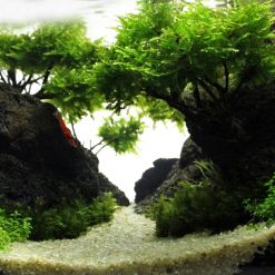 Tranh 3D bể cá TRUNG TỌ TT-0336