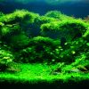 Tranh 3D bể cá TRUNG TỌ TT-0530