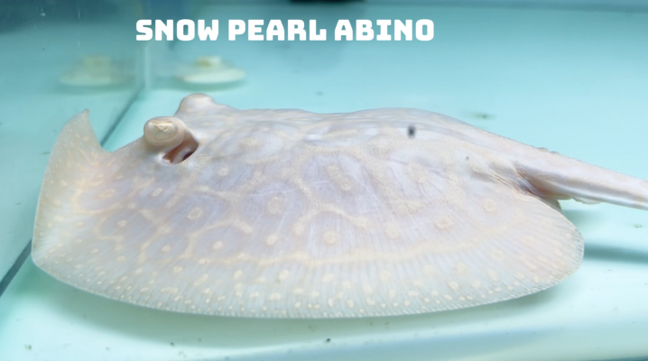 snow pearl abino