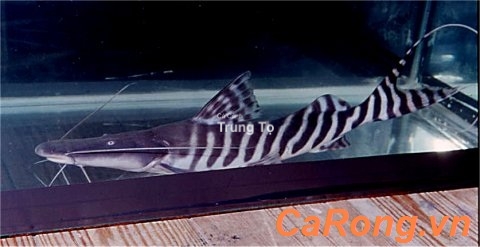 cá vịt mó ngựa vằn 1