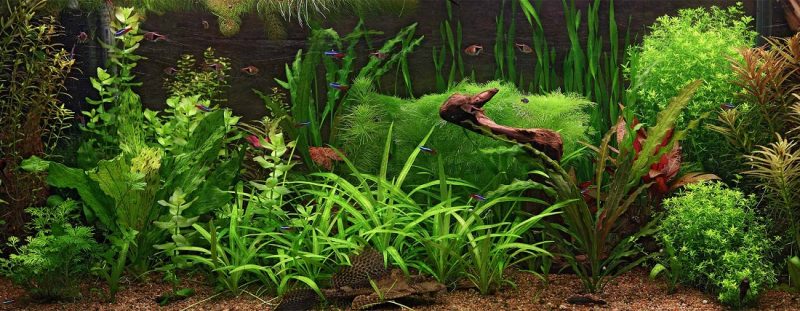 Tranh 3D bể cá TRUNG TỌ 80