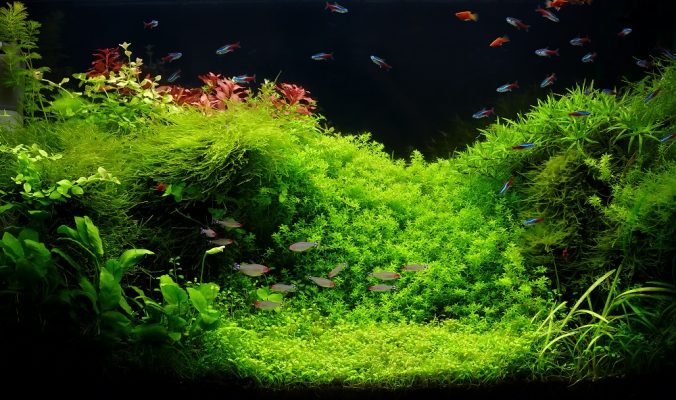 Tranh 3D bể cá TRUNG TỌ TT-0035