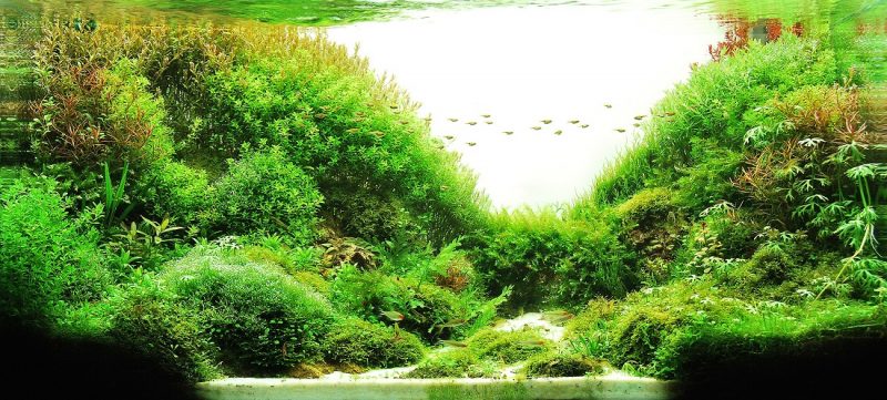 Tranh 3D bể cá TRUNG TỌ TT-0181