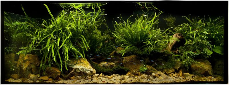 Tranh 3D bể cá TRUNG TỌ TT-0186