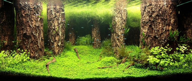 Tranh 3D bể cá TRUNG TỌ TT-0196
