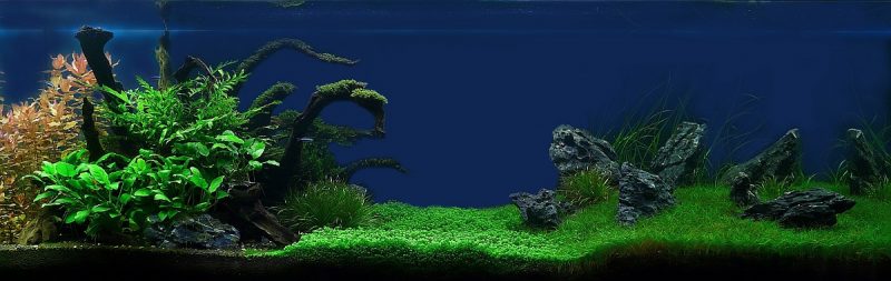Tranh 3D bể cá TRUNG TỌ TT-0216