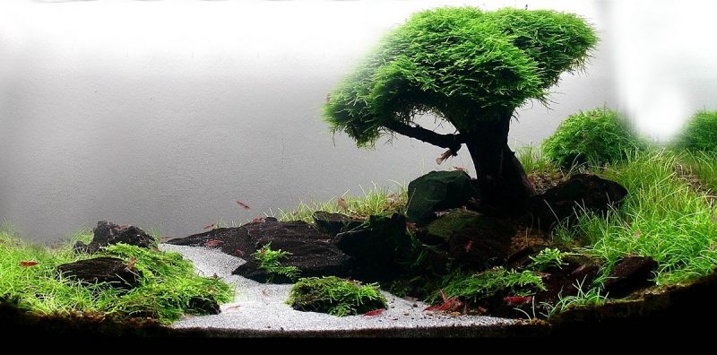 Tranh 3D bể cá TRUNG TỌ TT-0286