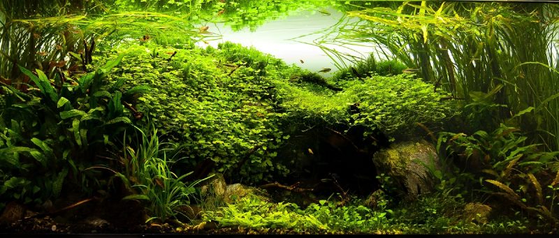 Tranh 3D bể cá TRUNG TỌ TT-0323