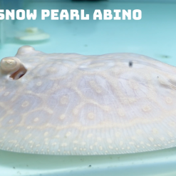snow pearl abino